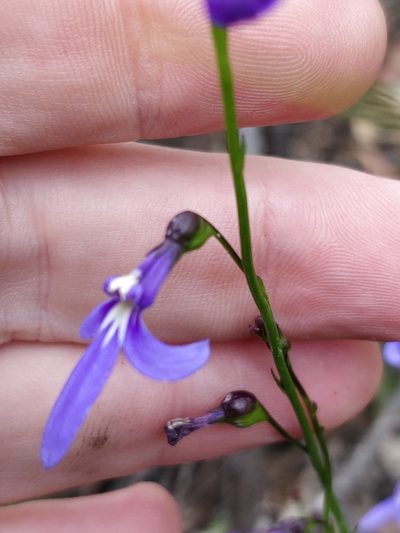 Lobelia dentata, photographed by Will Cornwell