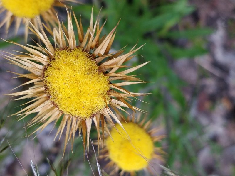 Coronidium oxylepis, photographed by Will Cornwell