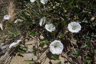 Convolvulus waitaha, photographed by John Barkla