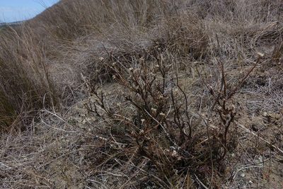Lepidium sisymbrioides, photographed by John Barkla