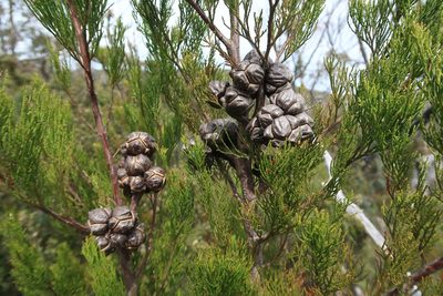 Callitris rhomboidea, photographed by Cowirrie