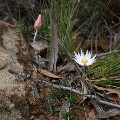 Argentipallium dealbatum, photographed by Cowirrie