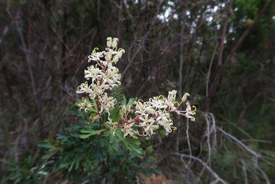 Lomatia tinctoria, photographed by Cowirrie