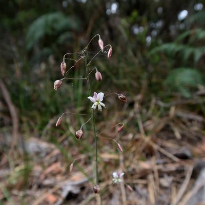 Arthropodium milleflorum, photographed by Cowirrie