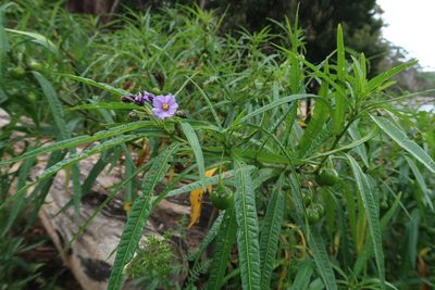 Solanum vescum, photographed by Cowirrie