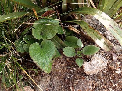 Ourisia macrophylla, photographed by Duncan Cunningham