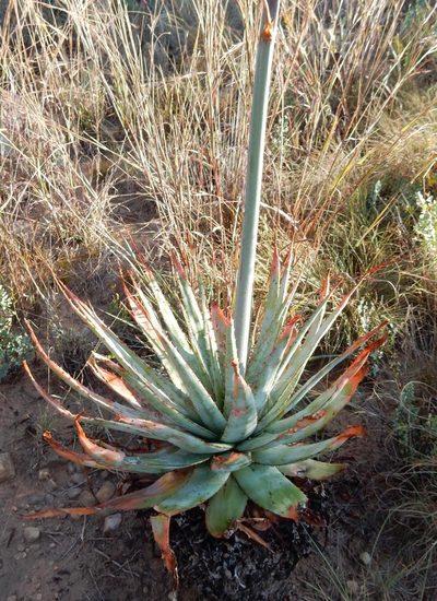 Aloe pretoriensis, photographed by Henry de Lange