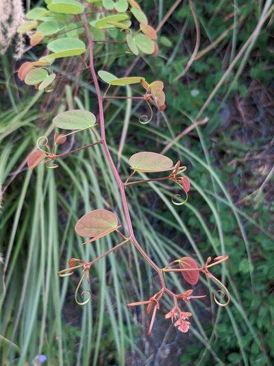 Cheniella glauca, photographed by portioid