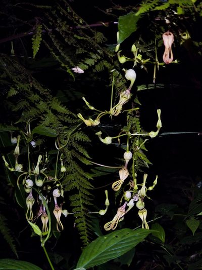 Ceropegia decaisneana, photographed by Chayant Gonsalves