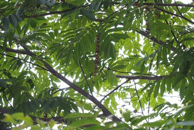 Pterocarya rhoifolia, photographed by harum.koh