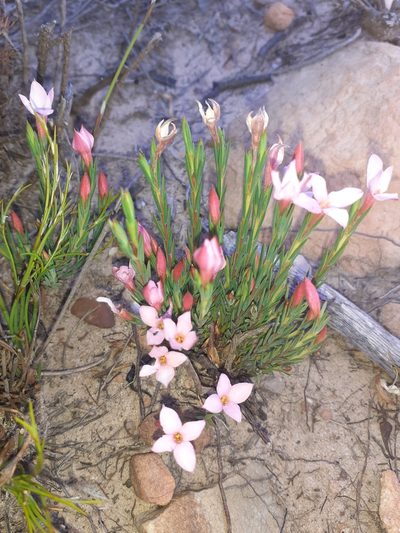 Lachnaea uniflora, photographed by Brian du Preez