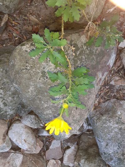 Dimorphotheca chrysanthemifolia, photographed by Brian du Preez