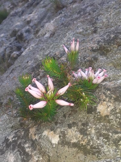 Erica ventricosa, photographed by Brian du Preez