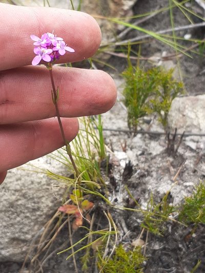 Pseudoselago bella, photographed by Brian du Preez