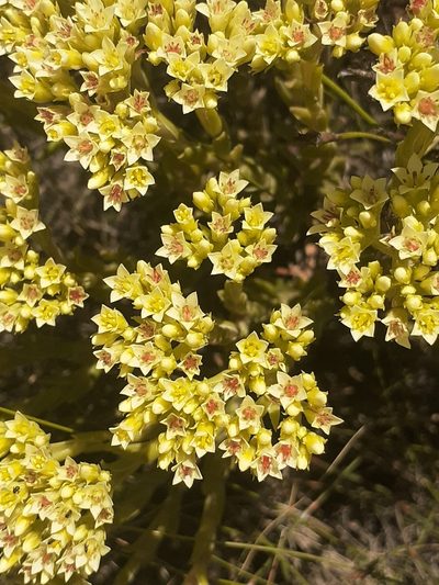 Crassula flava, photographed by Brian du Preez