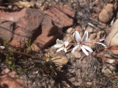 Pelargonium longifolium, photographed by Brian du Preez
