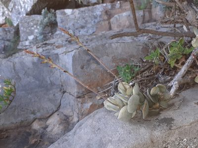 Adromischus hemisphaericus, photographed by Brian du Preez