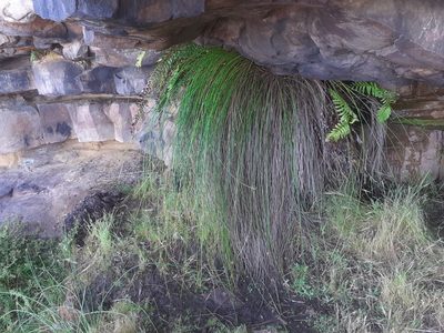 Ficinia brevifolia, photographed by Brian du Preez