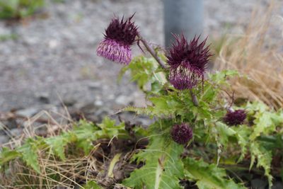 Cirsium purpuratum, photographed by harum.koh