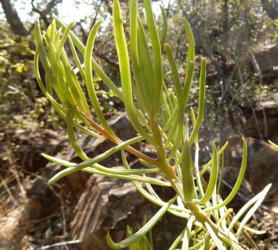 Senecio barbertonicus, photographed by Henry de Lange