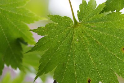 Acer shirasawanum, photographed by harum.koh