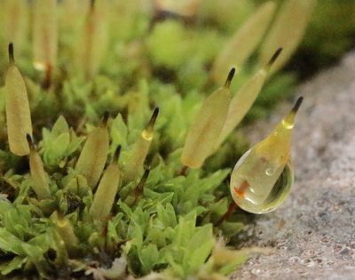 Encalypta vulgaris, photographed by Helen Waterman