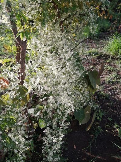 Asparagus racemosus, photographed by Seema Merchant