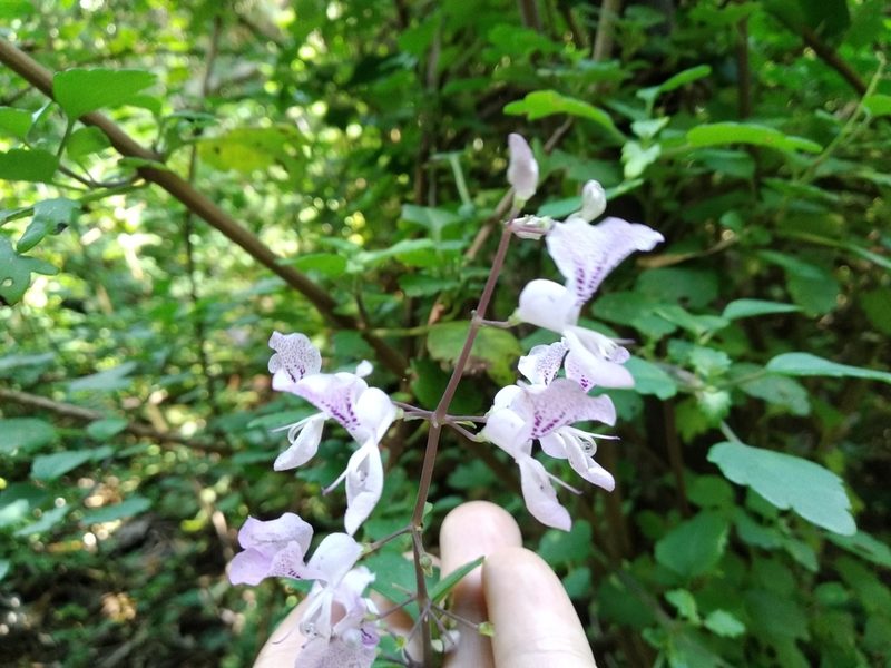 Plectranthus saccatus, photographed by De Waal Hugo