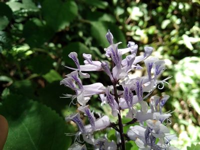 Plectranthus zuluensis, photographed by De Waal Hugo