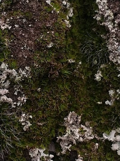 Syntrichia pagorum, photographed by Wouter Van Landuyt