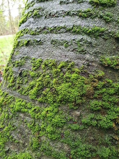 Zygodon viridissimus, photographed by Jonathan Hughes
