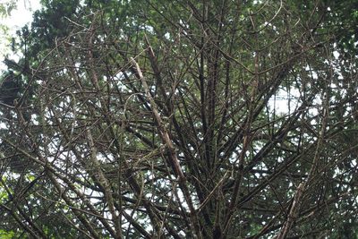 Abies homolepis, photographed by harum.koh
