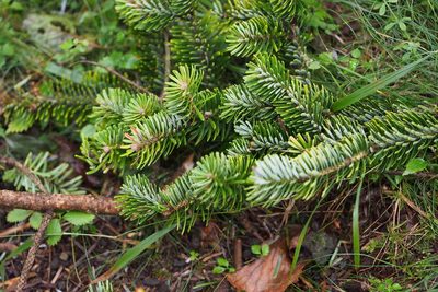 Abies homolepis, photographed by harum.koh