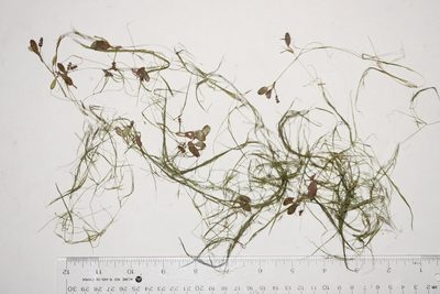 Potamogeton vaseyi, photographed by Allan Harris