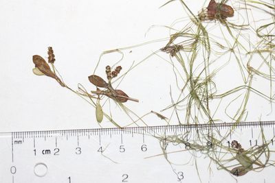 Potamogeton vaseyi, photographed by Allan Harris