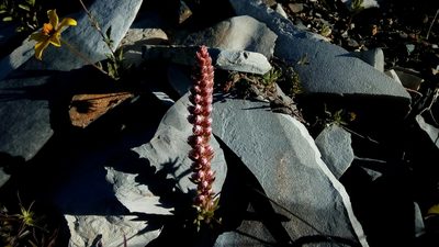 Villadia aristata, photographed by Leticia Jiménez Hernández