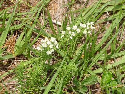 Selago densiflora, photographed by Shaun Swanepoel