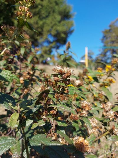 Calea urticifolia, photographed by Juan J. Morales-Trejo