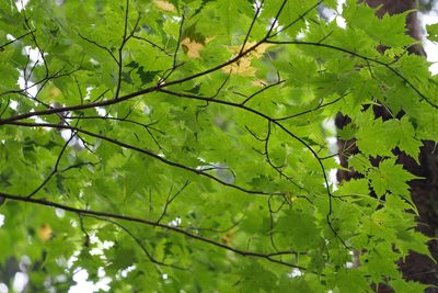 Acer micranthum, photographed by harum.koh