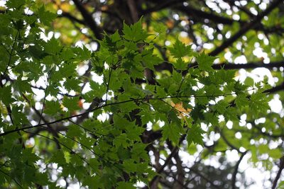 Acer micranthum, photographed by harum.koh