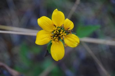 Sclerocarpus uniserialis, photographed by Eric Knight