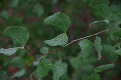 Bauhinia lunarioides, photographed by Eric Knight
