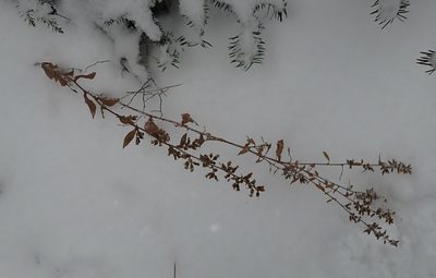 Solidago hispida, photographed by Mary Krieger