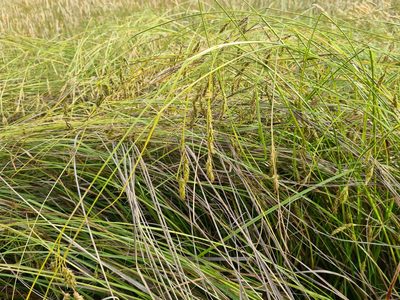 Carex iynx, photographed by Ben Fisher