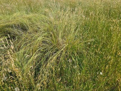 Carex iynx, photographed by Ben Fisher
