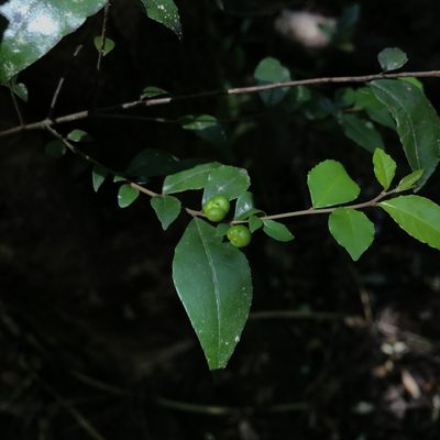 Rhamnus diffusa, photographed by Cristian Riquelme