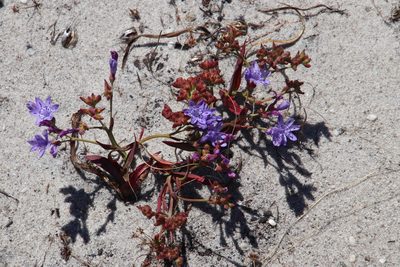 Codonorhiza corymbosa, photographed by Tony Rebelo