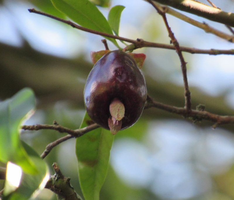 Eugenia involucrata, photographed by Kahio Tiberio Mazon