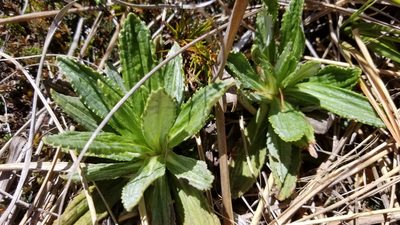 Celmisia densiflora, photographed by Brett Sandford