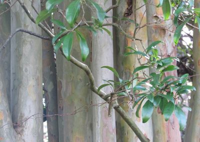 Eugenia involucrata, photographed by Kahio Tiberio Mazon